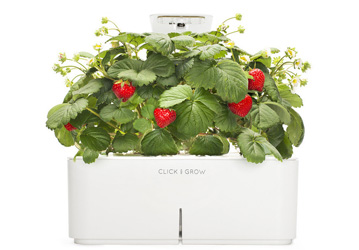 18 discount Click Grow Strawberry Starter Kit Lamp US bahrain